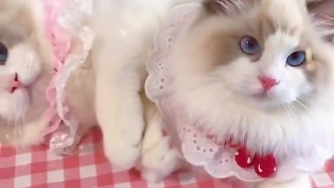 Cat making soul mate