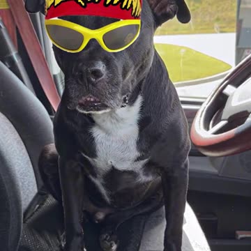 Charlie's Tribute To Hulk Hogan 🐶🇺🇸 #riphulkhogan #hulkamania #riplegend #realamerican