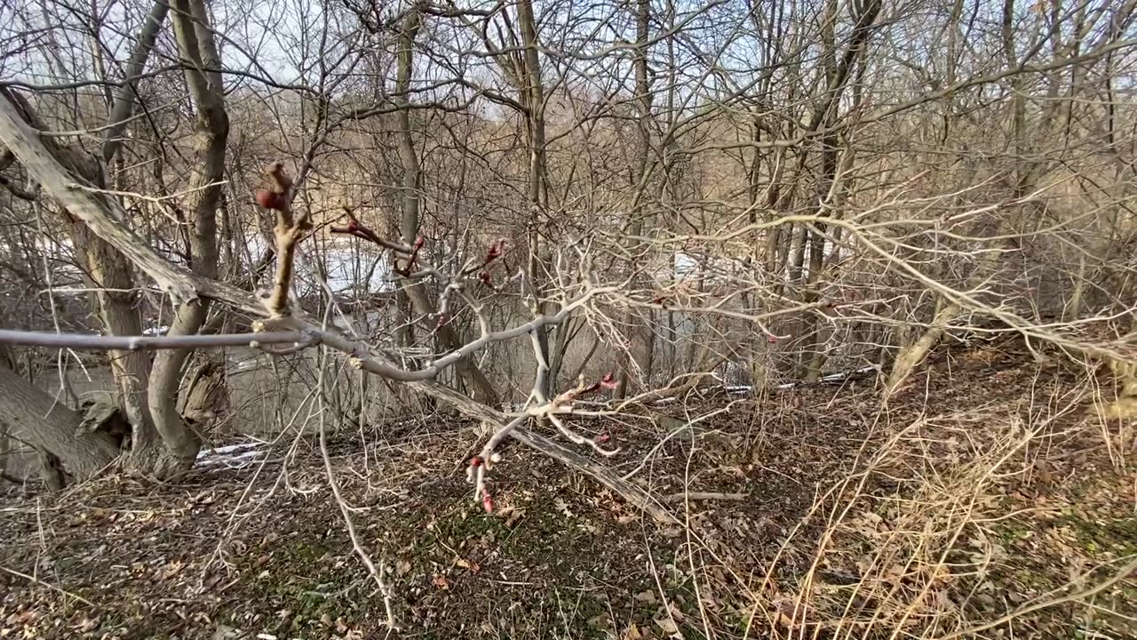 Walk about the land...