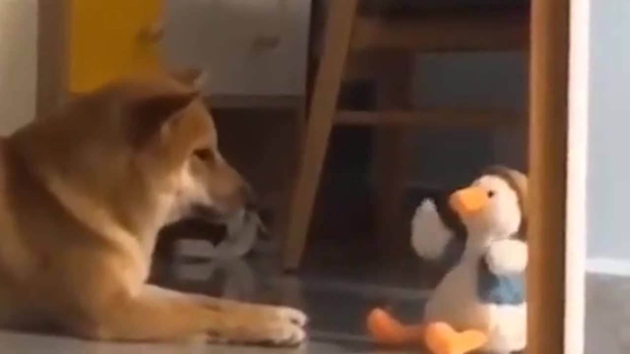Quarrel with the robotic duck
