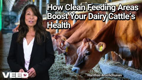 From Dirt to Delight: How Clean Feeding Areas Boost Your Dairy Cattle’s Health