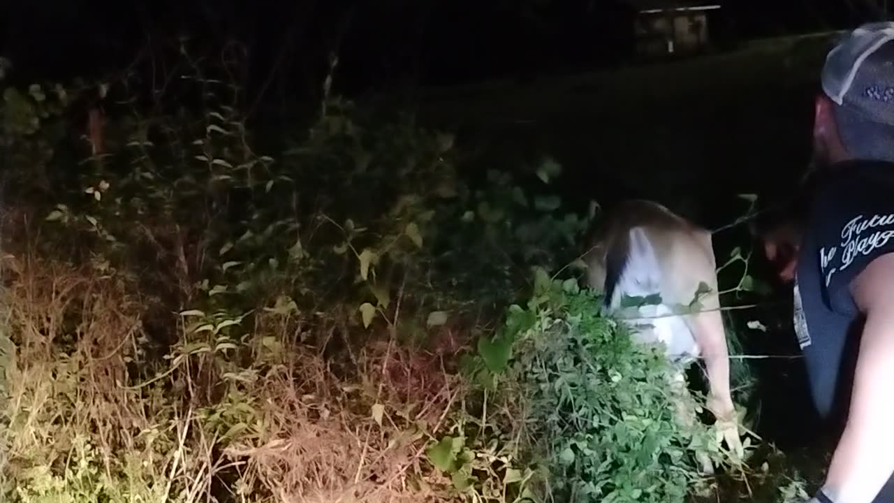 Herd on the Run and One Deer Needed Help