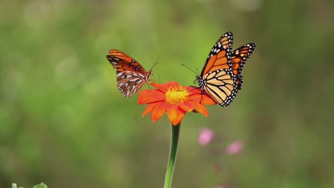 Gulf Fritillary and Monarch butterflies