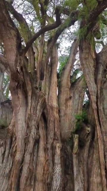 El Árbol del Tule in Oaxaca, Mexico.