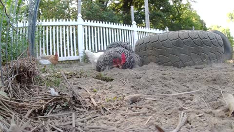 Chicken Bath Close Up!