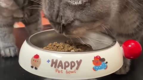 Cute Cat Bowl 🥣🍜