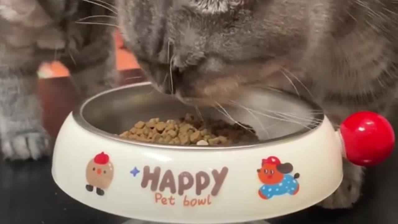 Cute Cat Bowl 🥣🍜