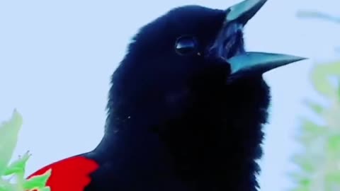 Red-winged Blackbird