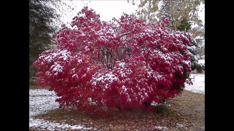 Faithful to His Word -- Healing and Nature