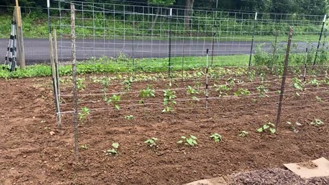 Sweet Potato Starts and making slips