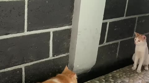 FUNNIEST Pets ! 🤣 TOP Videos of the YEAR