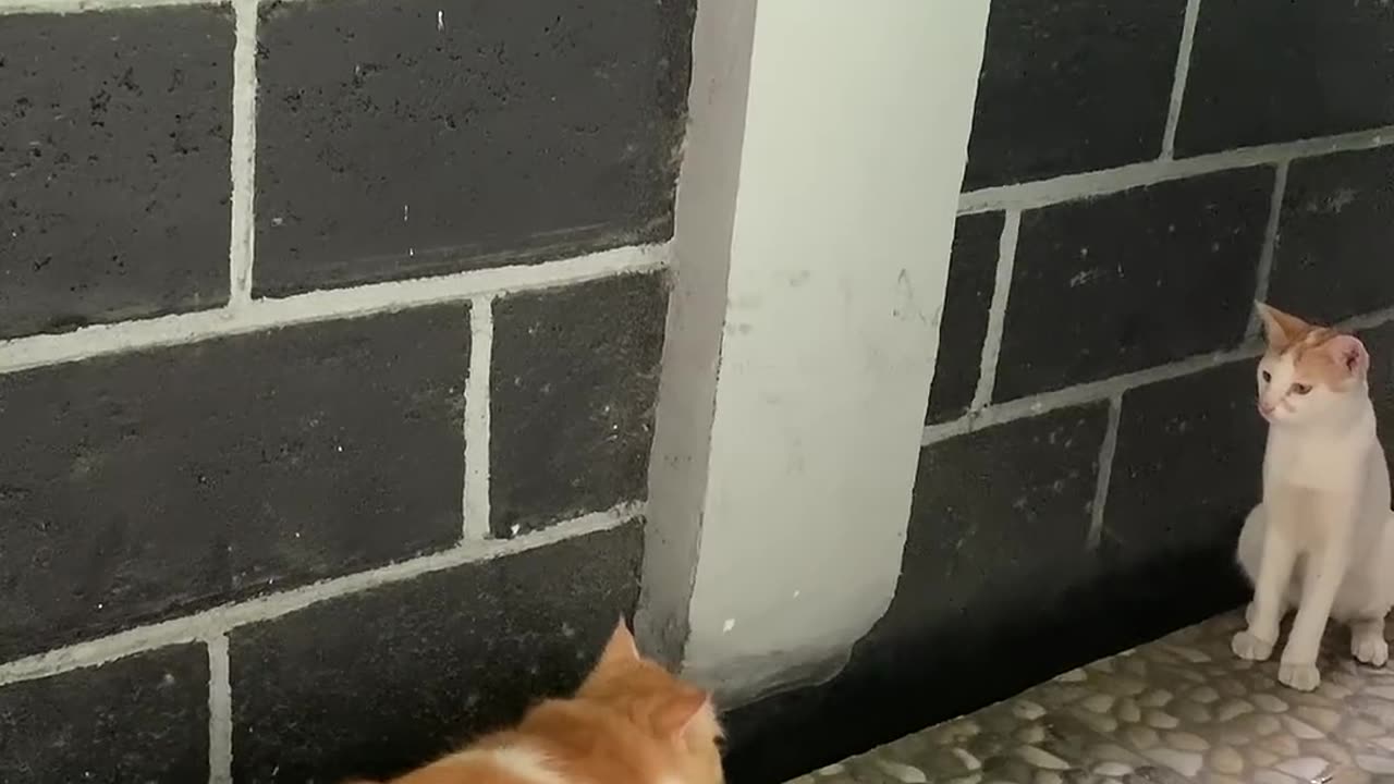 FUNNIEST Pets ! 🤣 TOP Videos of the YEAR