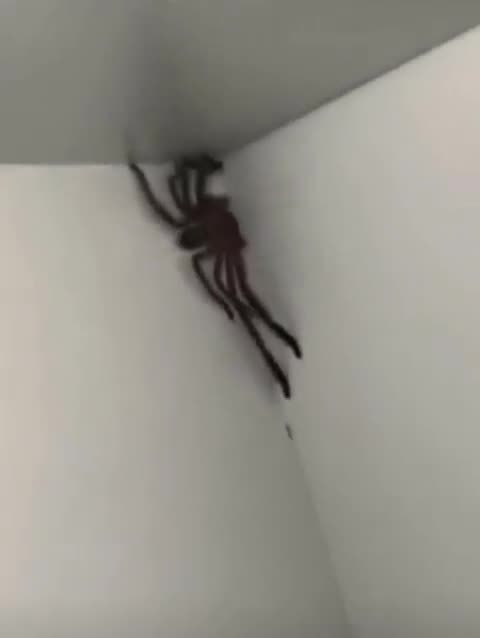 Welcome to Australia 🇦🇺