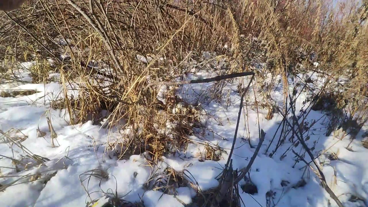 Coyote Bait Setup For Beginners