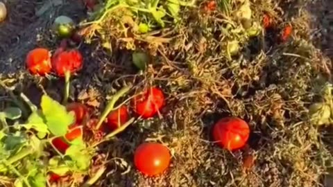 Trump's AMERICA "low prices" 😅 La América de Trump