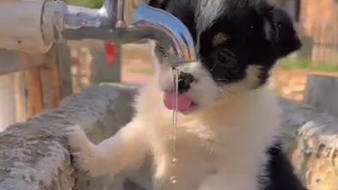 When Pets Think They’re People!