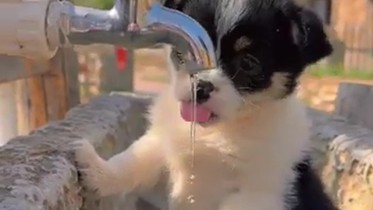 When Pets Think They’re People!