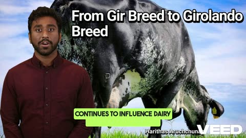 From Gir to Girolando:How Indian Cattle Redefined the Brazil's Dairy Future
