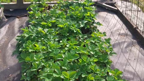 Strawberries
