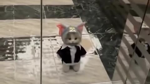 Cuteness Overload! The Funniest Cat Moments Ever 🥰 | Follow & Like for More #Shorts