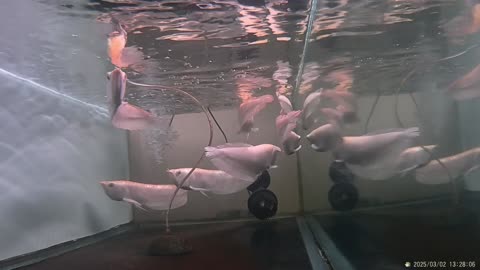 SILVER AROWANA EGANCE GRACEFUL SWIMMER IN THE AQUARIUM, PART. 3