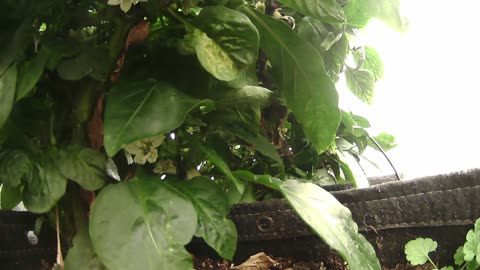 Come Explore With Me – Gen X Nature Stream | Live Pepper Jungle + Chill Vibes