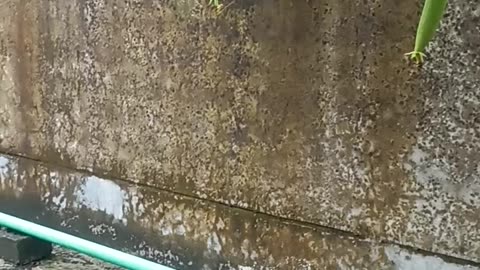 Bathsponge tree