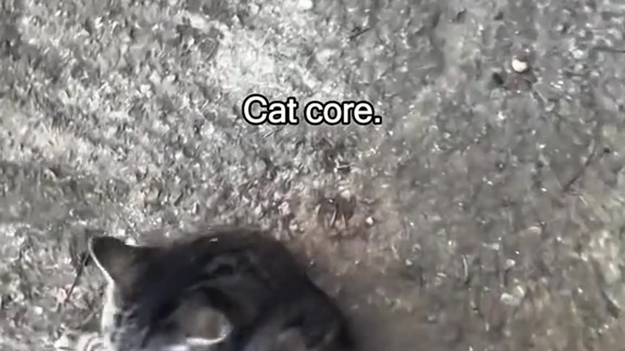 Cat Funny Video