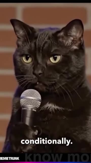 Cat stand up comedy