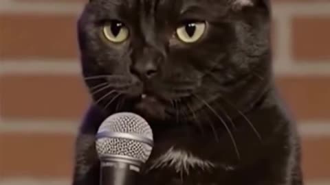 Cat stand up comedy