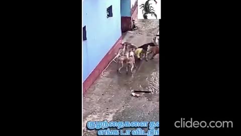 stray street dogs attacks a kid...