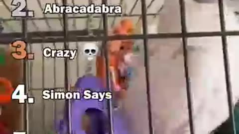 The best parrot moment