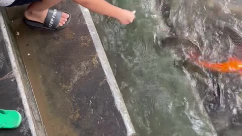 baby fish watching and feeding