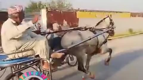01:25 Punjabi's Love to Enjoy Life || Racer Tanga with Evergreen Punjabi Song