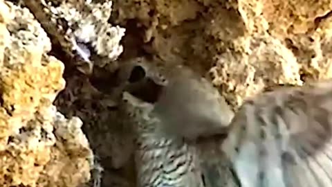 These Snakes Meals will blow your mind 😲