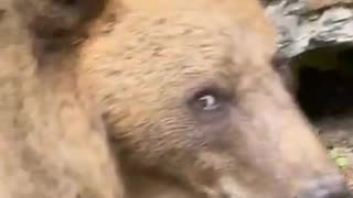 😂🐻 Bear's Anger is Uncontrollable! | FunFM
