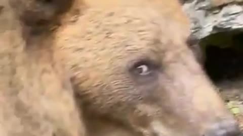 😂🐻 Bear's Anger is Uncontrollable! | FunFM