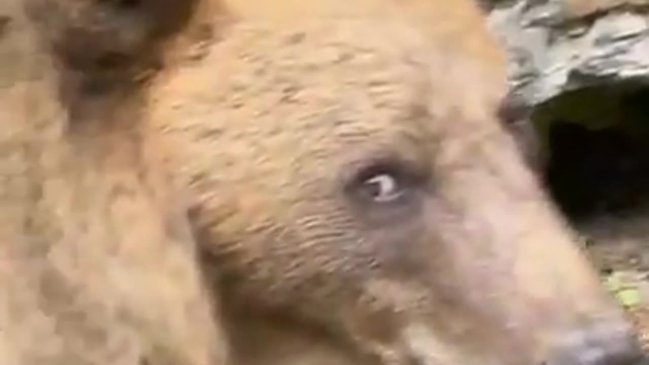 😂🐻 Bear's Anger is Uncontrollable! | FunFM