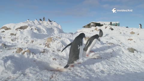 How Do Penguins Survive Ice? 🐧❄️ Science Fact for Kids! #LearnToons
