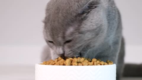 Cat eating dry cat food in its plate