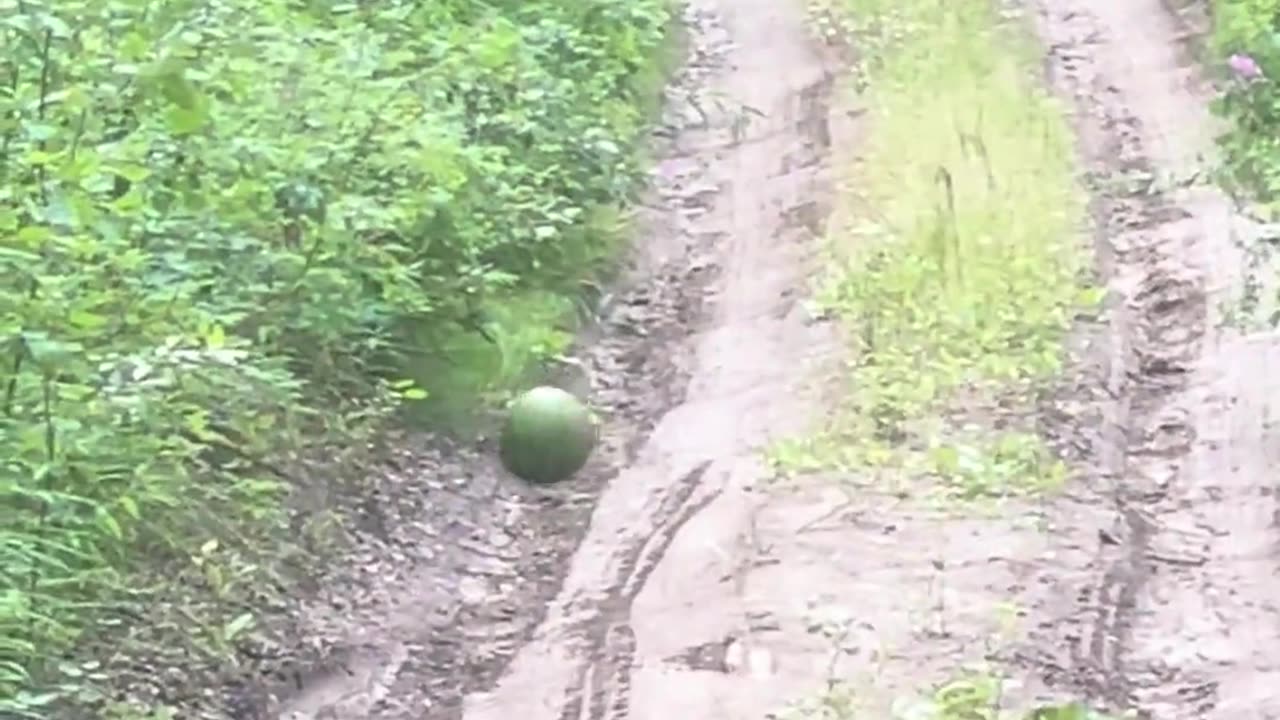 🥝😂 Watermelon Woes? I'm Here to Help! | FunFM