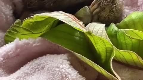 Adorable baby sloth 😍