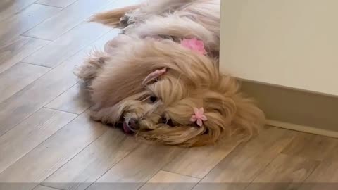 THE AVENUE | Pawsitivity in Office