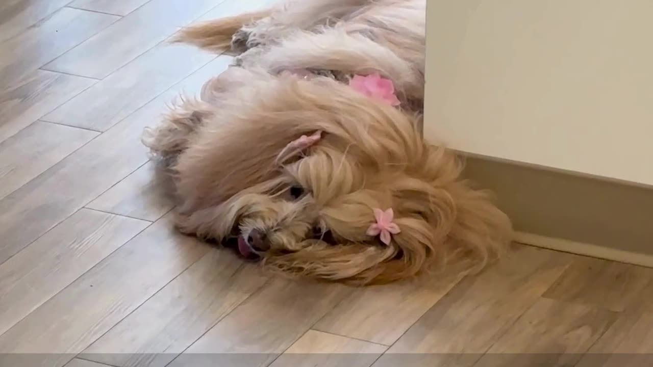 THE AVENUE | Pawsitivity in Office