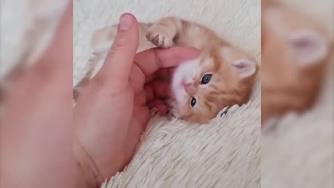 funny animals #5