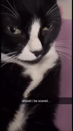 funny animal videos found on instagram and tiktok