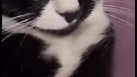 funny animal videos found on instagram and tiktok