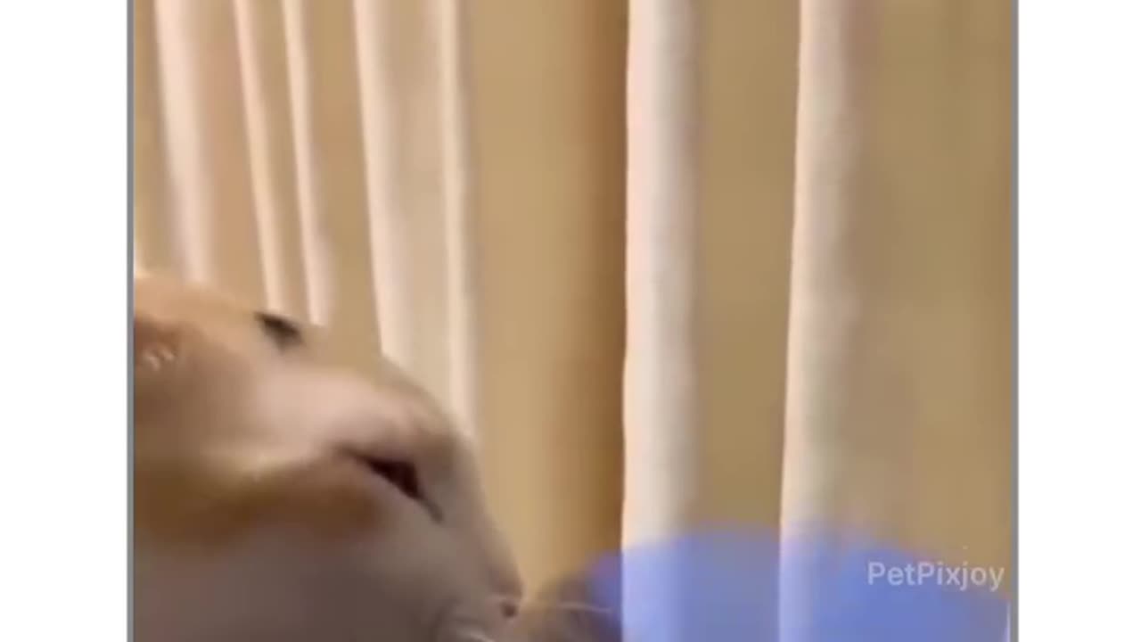 Fan: 1, Cat: 0