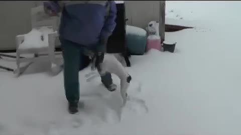 Puppy's First Snow Experience
