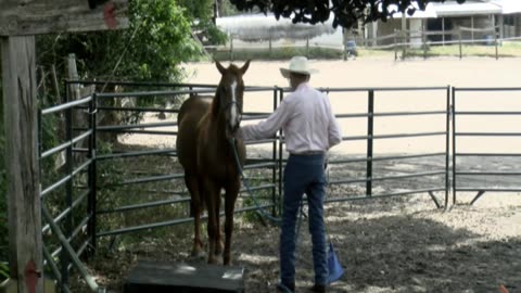Skipper Calder & Cowboy-up Ministry bring horse training with a message at 11am.